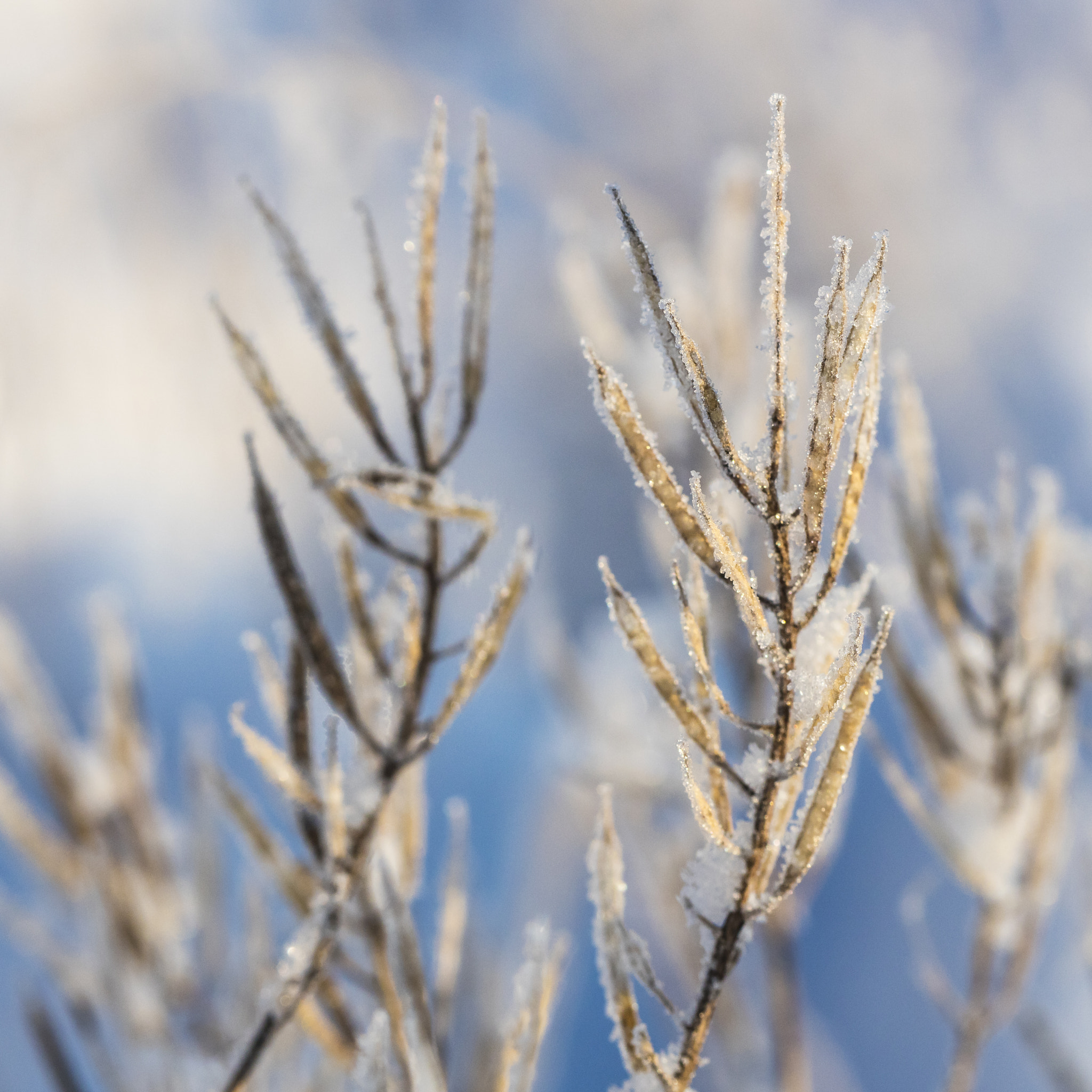 Canon EOS 5DS + Canon EF 100mm F2.8 Macro USM sample photo. Winter view photography