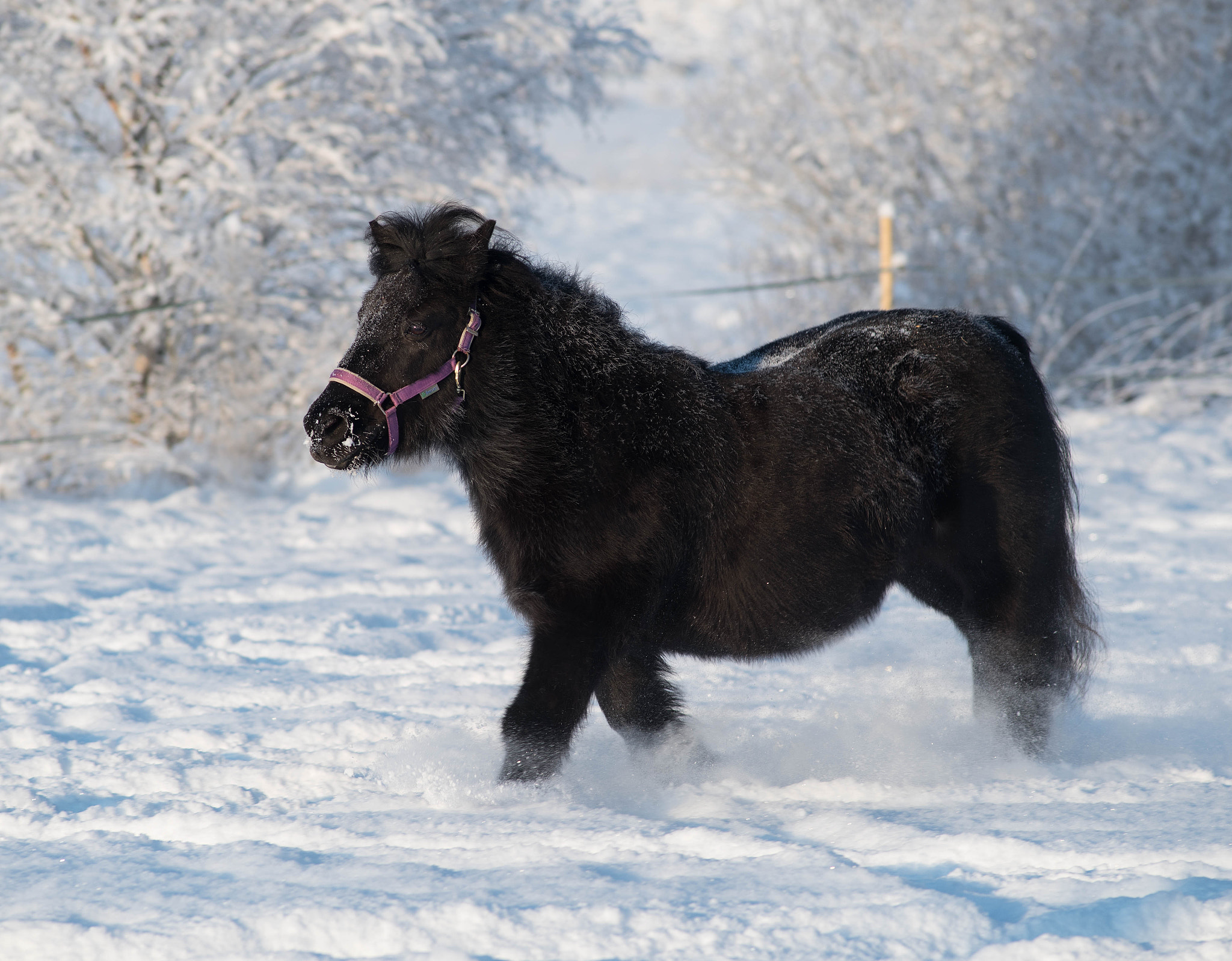 Nikon D750 + AF Nikkor 180mm f/2.8 IF-ED sample photo. Rakel enjoying the snow photography