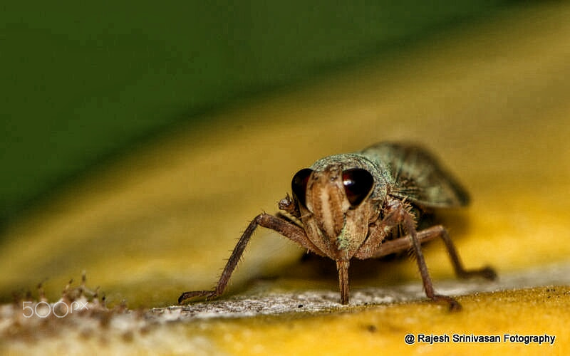 Nikon AF-S DX Micro-Nikkor 85mm F3.5G ED VR sample photo. Plant hopper photography