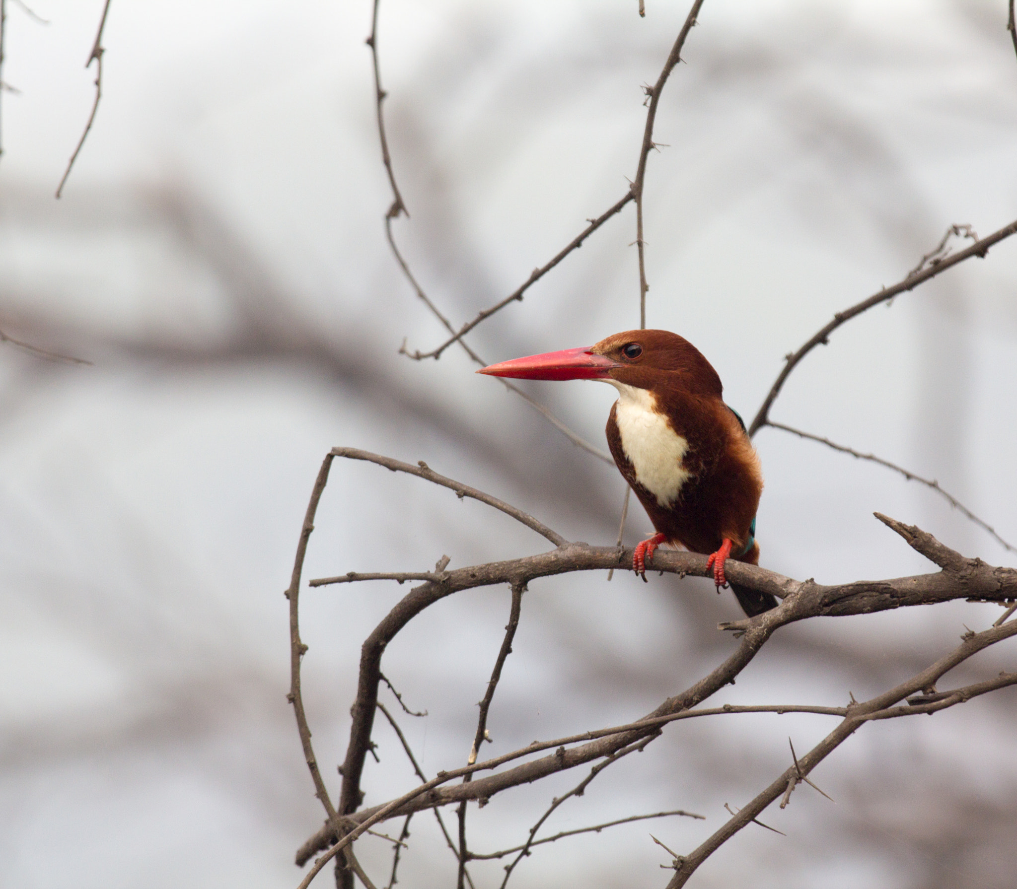 Canon EF 70-200mm F2.8L IS II USM sample photo. Kingfisher photography