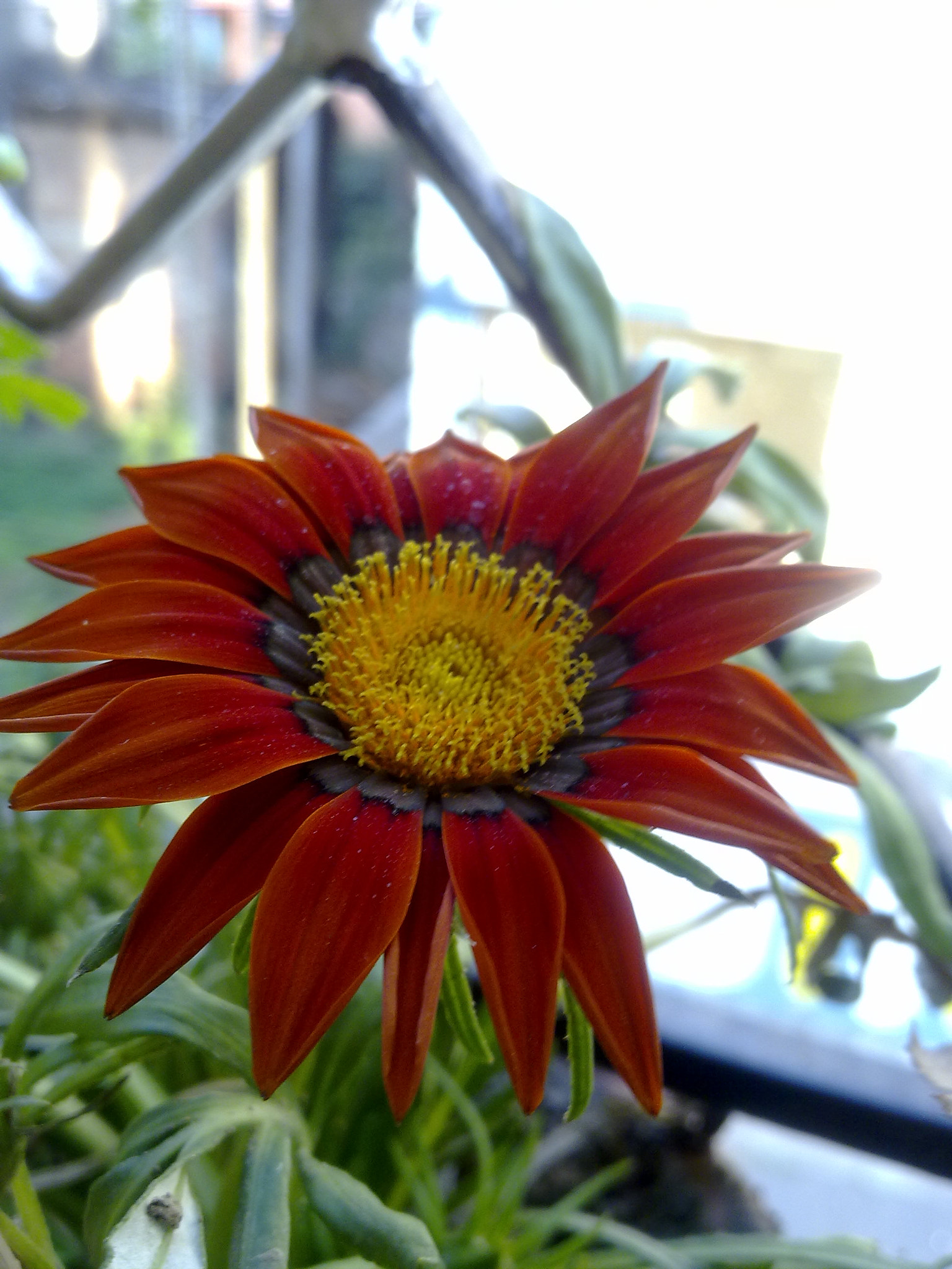 Nokia X6-00 sample photo. Flower photography