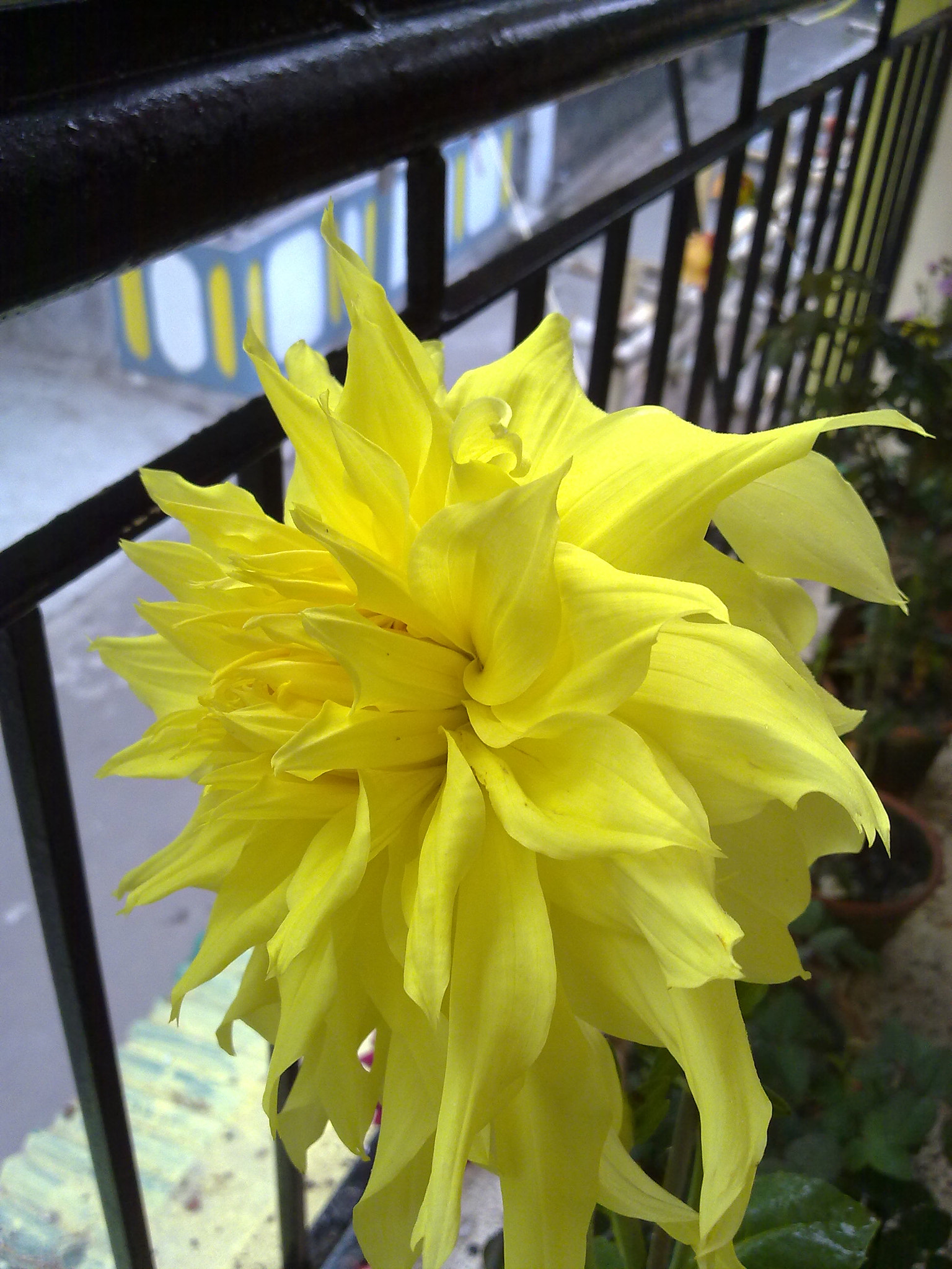 Nokia X6-00 sample photo. Flower photography