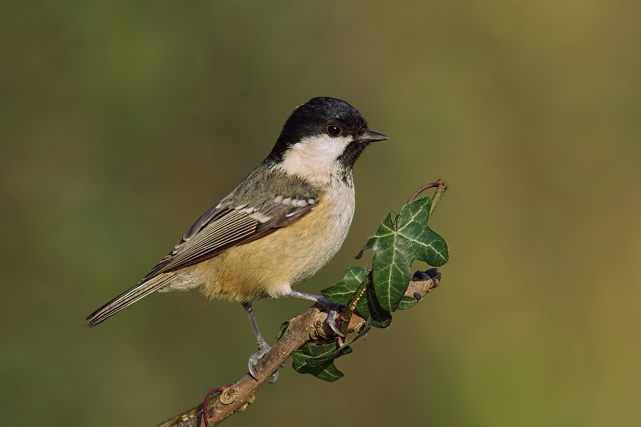 Sony a99 II + Minolta AF 300mm F2.8 HS-APO G sample photo. Coal tit photography
