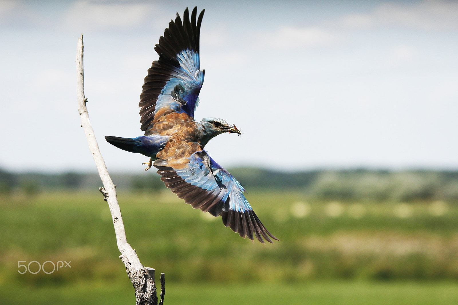 Sigma 150-500mm F5-6.3 DG OS HSM sample photo. Wings of the summer photography