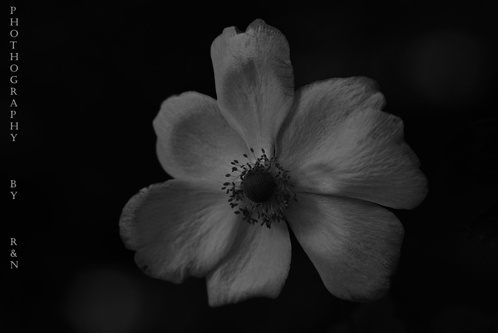 Sigma 105mm F2.8 EX DG OS HSM sample photo. Flor photography