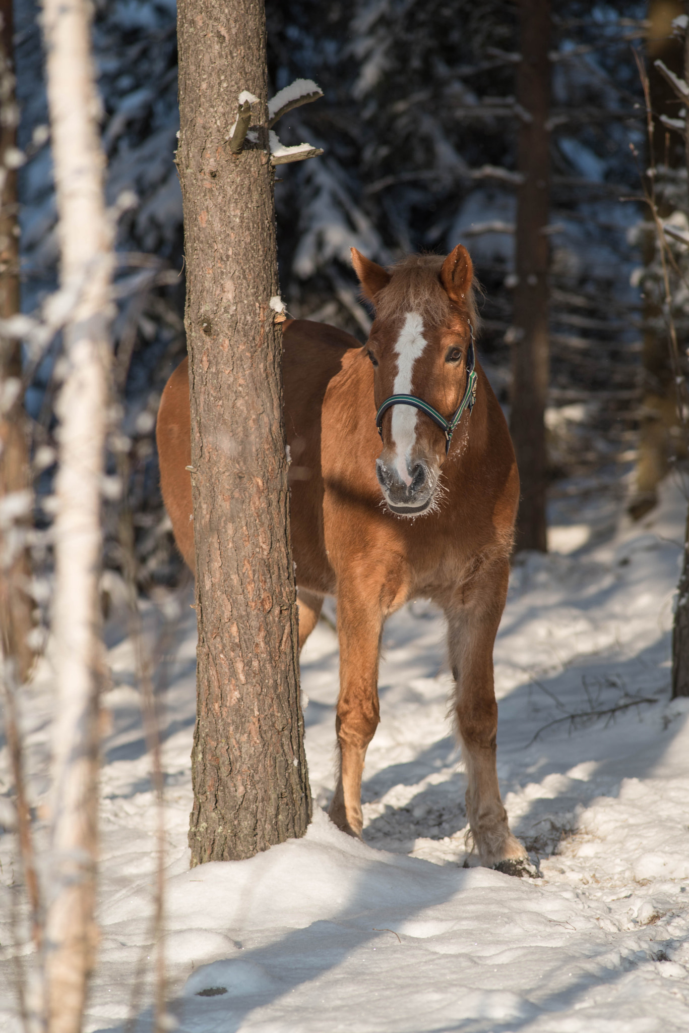 Nikon D750 + AF Nikkor 180mm f/2.8 IF-ED sample photo. Teppo playing hide and seek photography