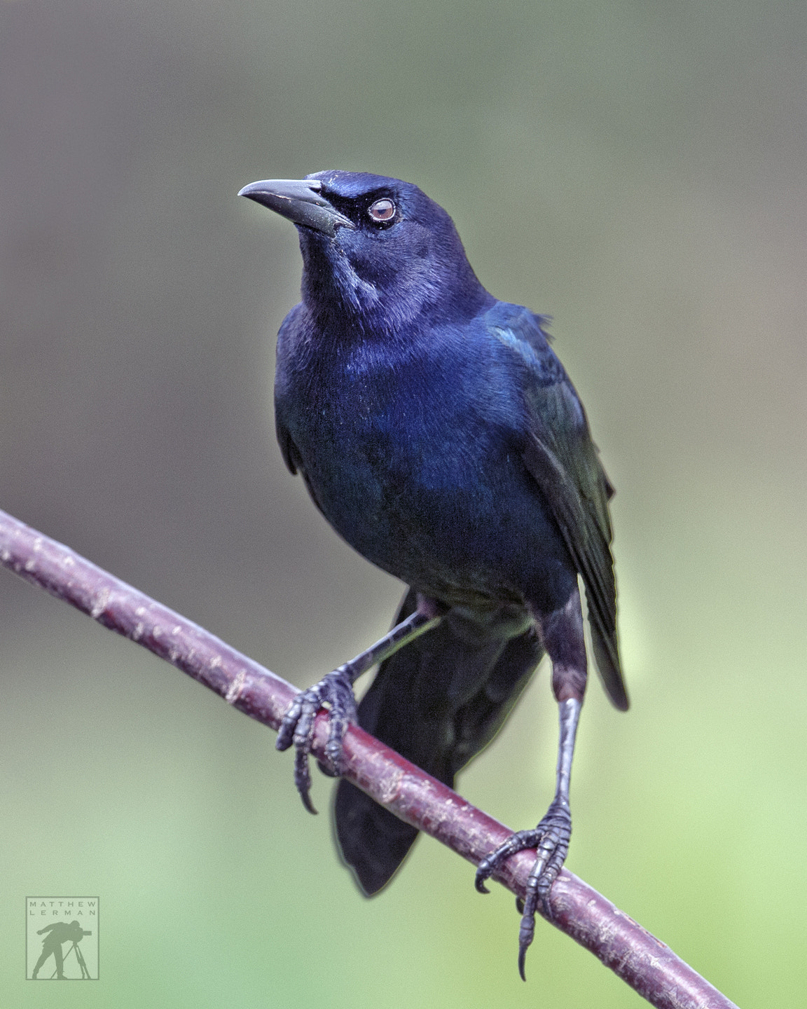 Nikon D300 + Nikon AF-S Nikkor 600mm F4G ED VR sample photo. Boat tailed grackle photography