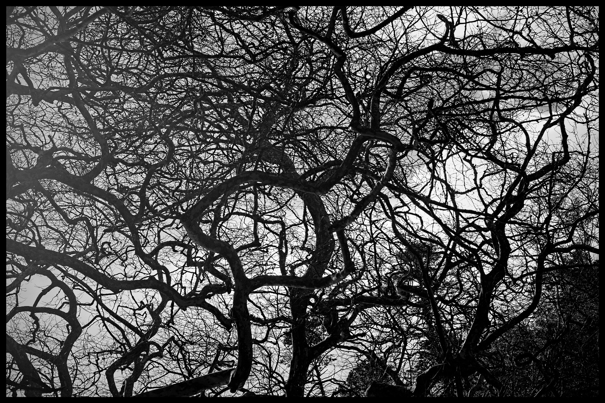 Canon EOS 30D + Canon EF 50mm F1.8 II sample photo. Branches in bw. photography
