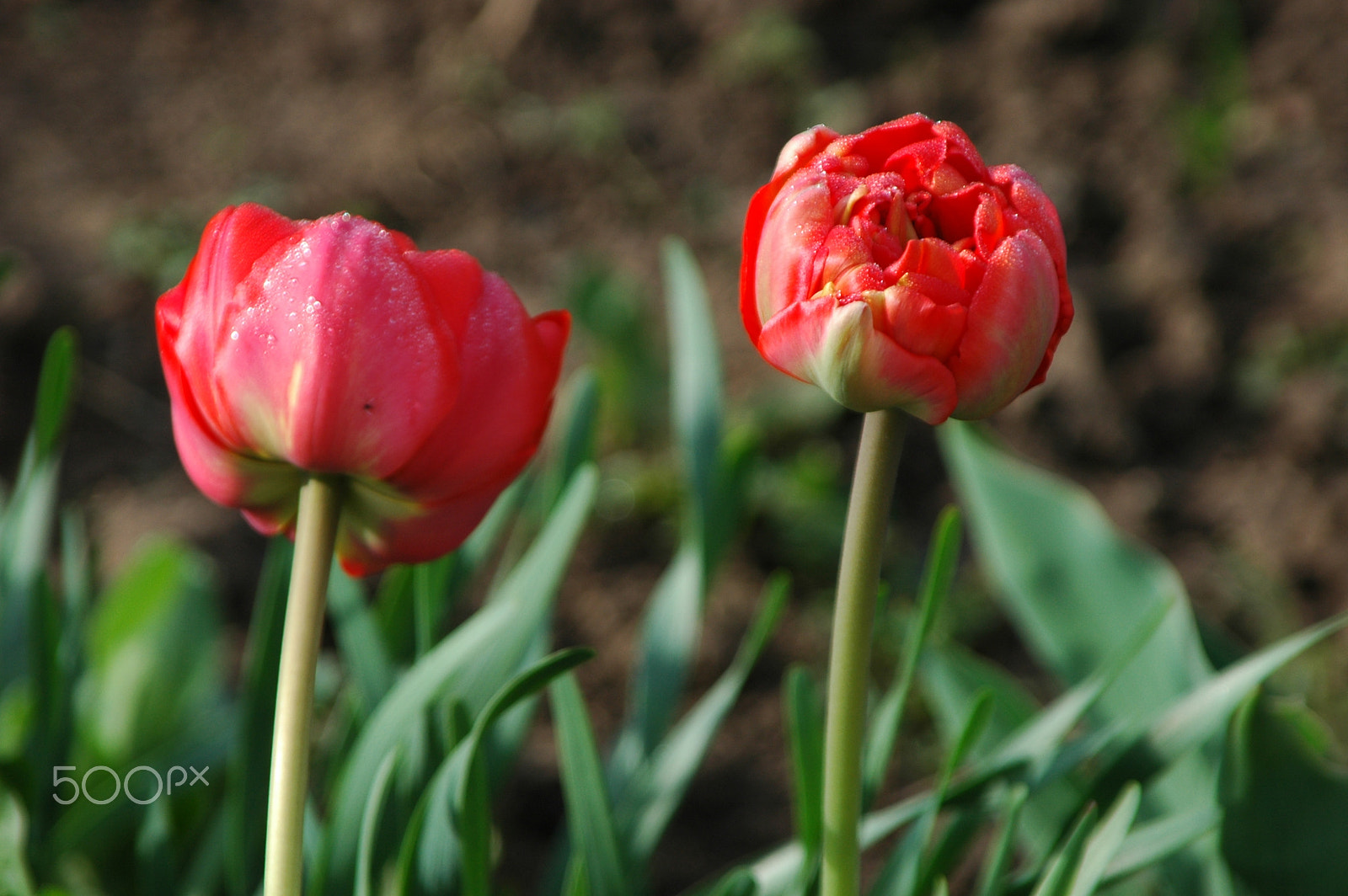 Nikon D70s sample photo. Red tulips photography