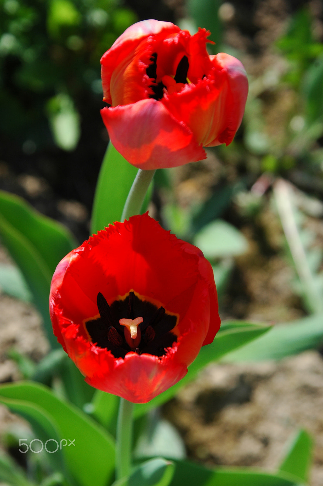 Nikon D70s + Tamron AF 28-300mm F3.5-6.3 XR Di LD Aspherical (IF) Macro sample photo. Red tulips photography