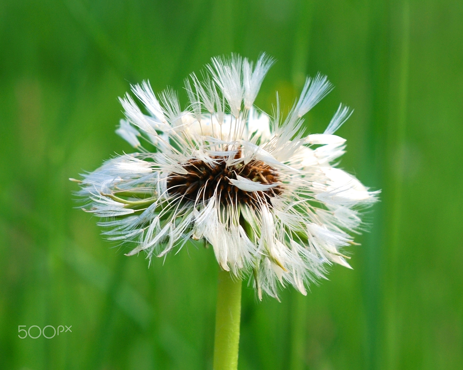 Nikon D80 sample photo. Bad hair day photography