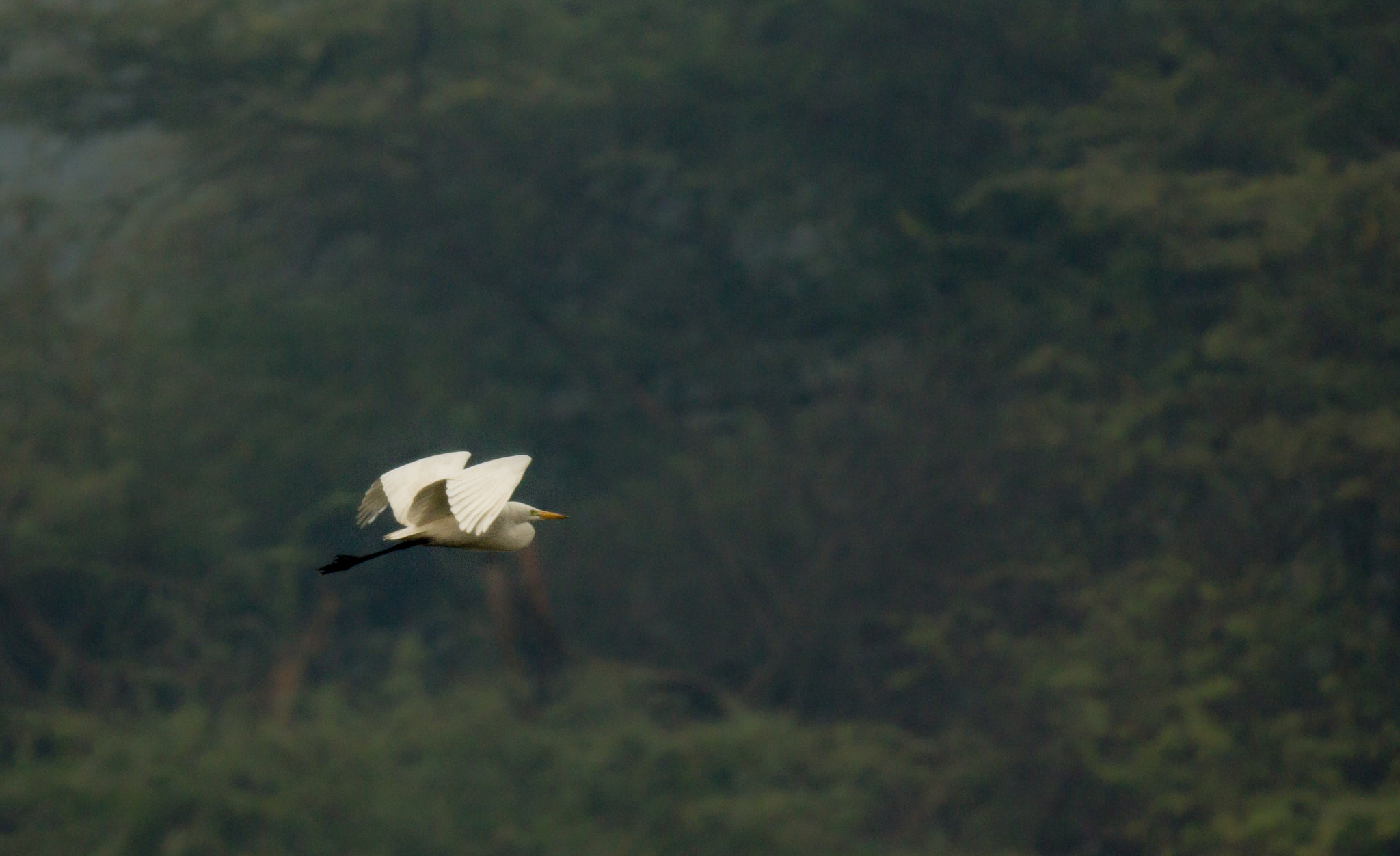 Canon EF 70-200mm F2.8L IS II USM sample photo. An egret in flight photography