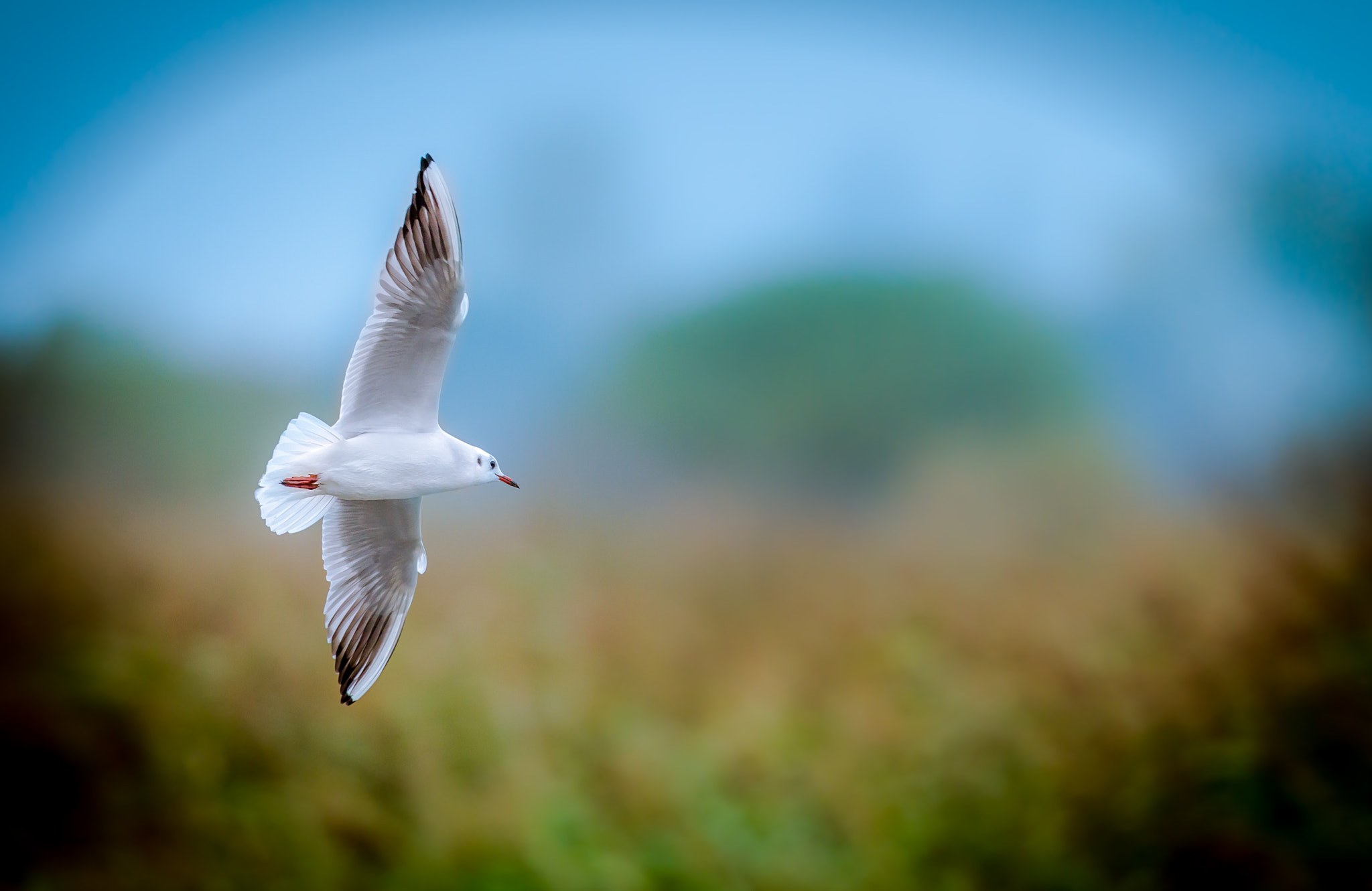 Canon EF 500mm F4L IS II USM sample photo. Blackheaded gull photography