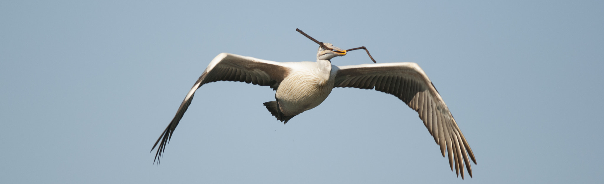 Nikon AF-S Nikkor 300mm F4D ED-IF sample photo. Dsc_3402.jpg photography