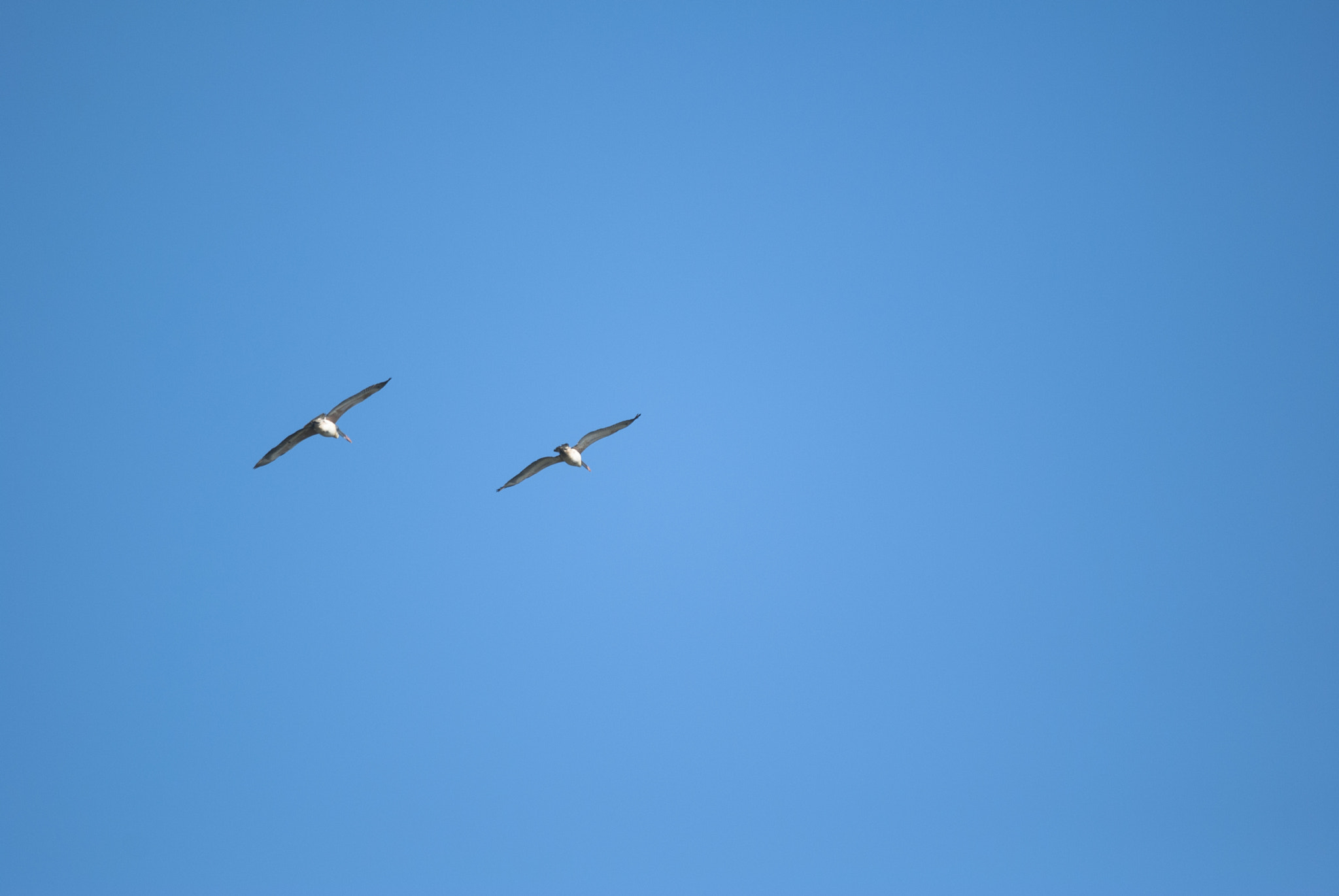 Nikon D3000 + Nikon AF-S Nikkor 300mm F4D ED-IF sample photo. Dsc_3594.jpg photography