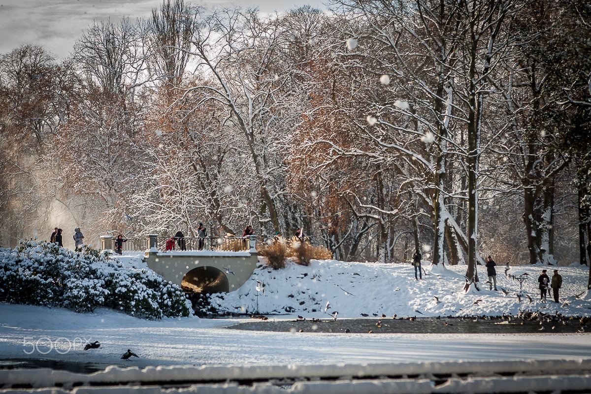 Canon EOS 40D + Sigma 24-70mm F2.8 EX DG Macro sample photo. Park in the winter photography