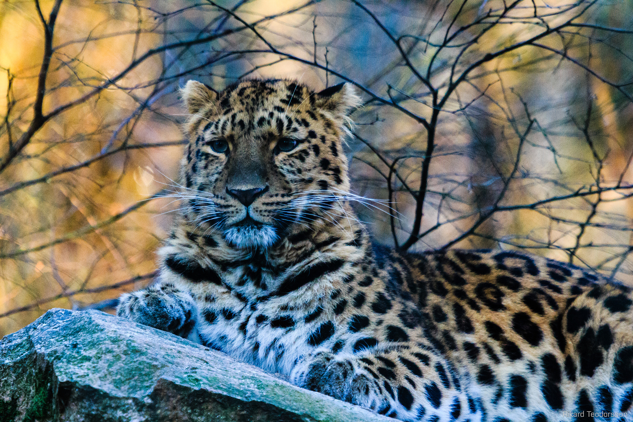 Canon EOS 650D (EOS Rebel T4i / EOS Kiss X6i) sample photo. Amur leopard photography