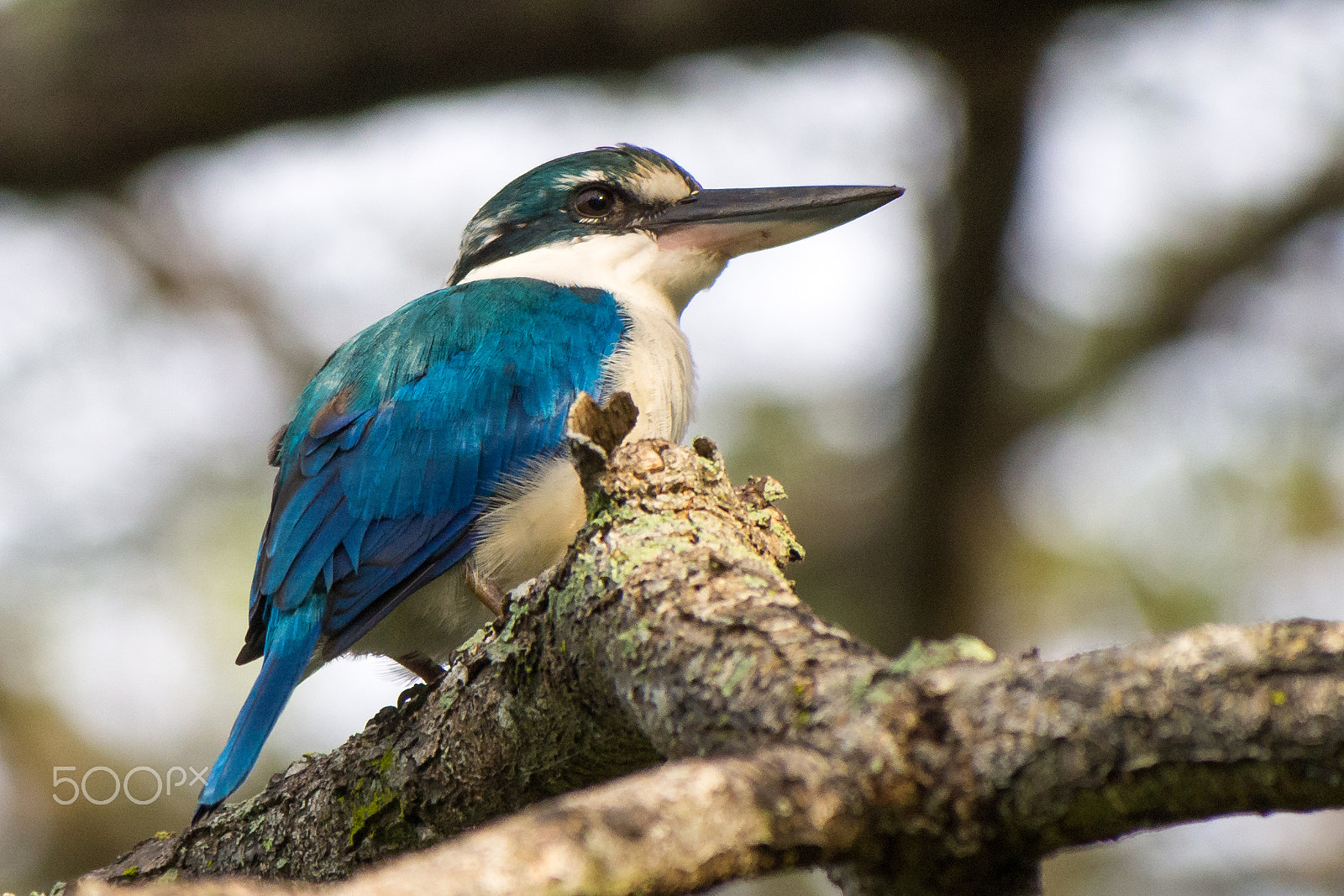 Olympus OM-D E-M5 sample photo. Juvenile collared kingfisher portrait photography