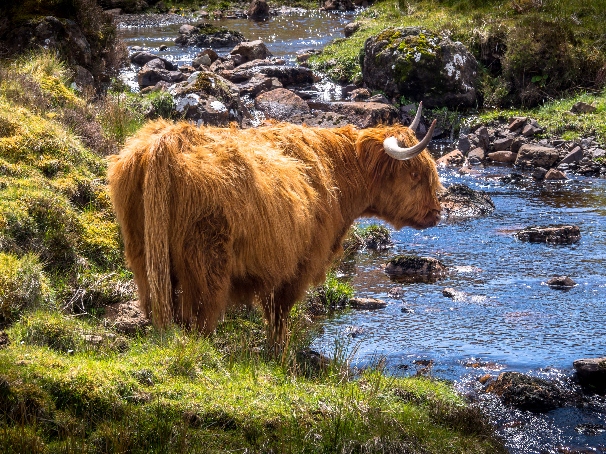 Olympus PEN E-PL6 sample photo. Highland cattle i photography