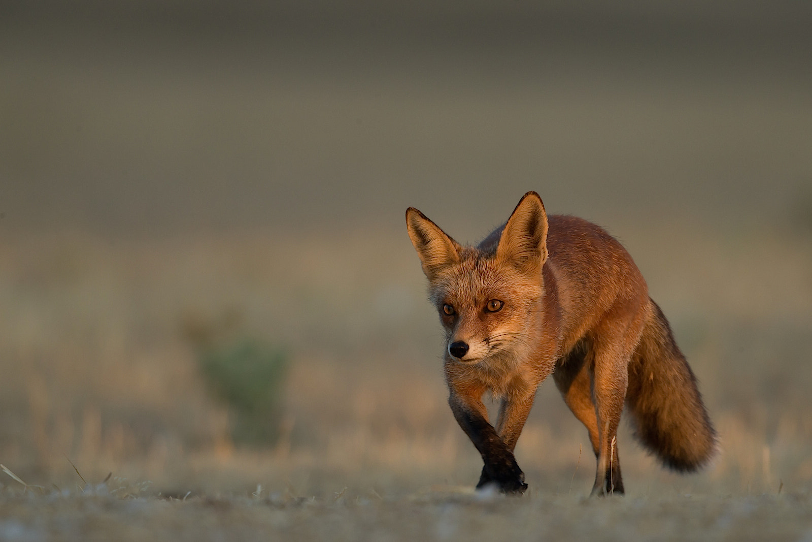 Canon EF 500mm F4L IS II USM sample photo. Zorro photography