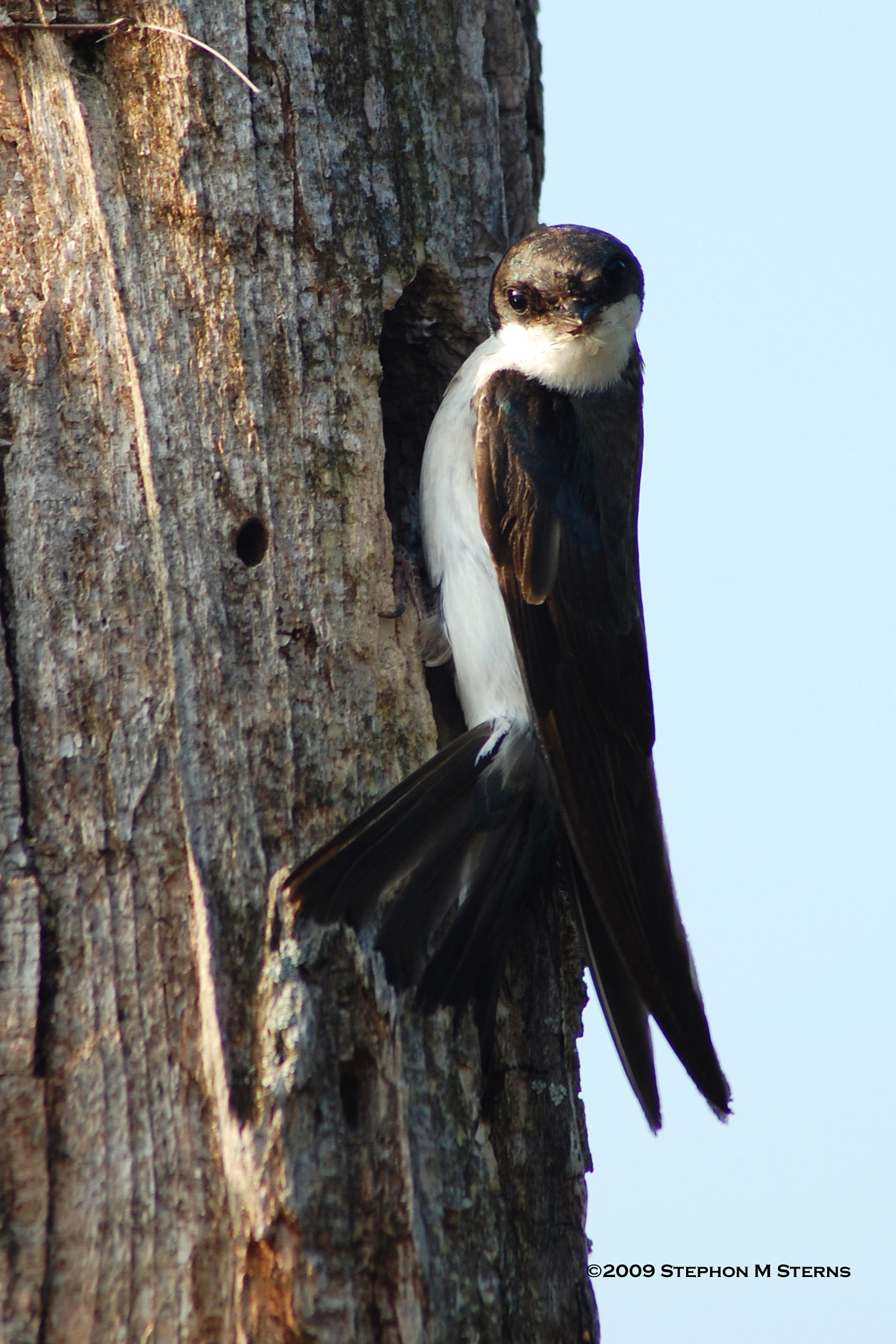 Nikon D40 sample photo. Tree swallow at the nest photography