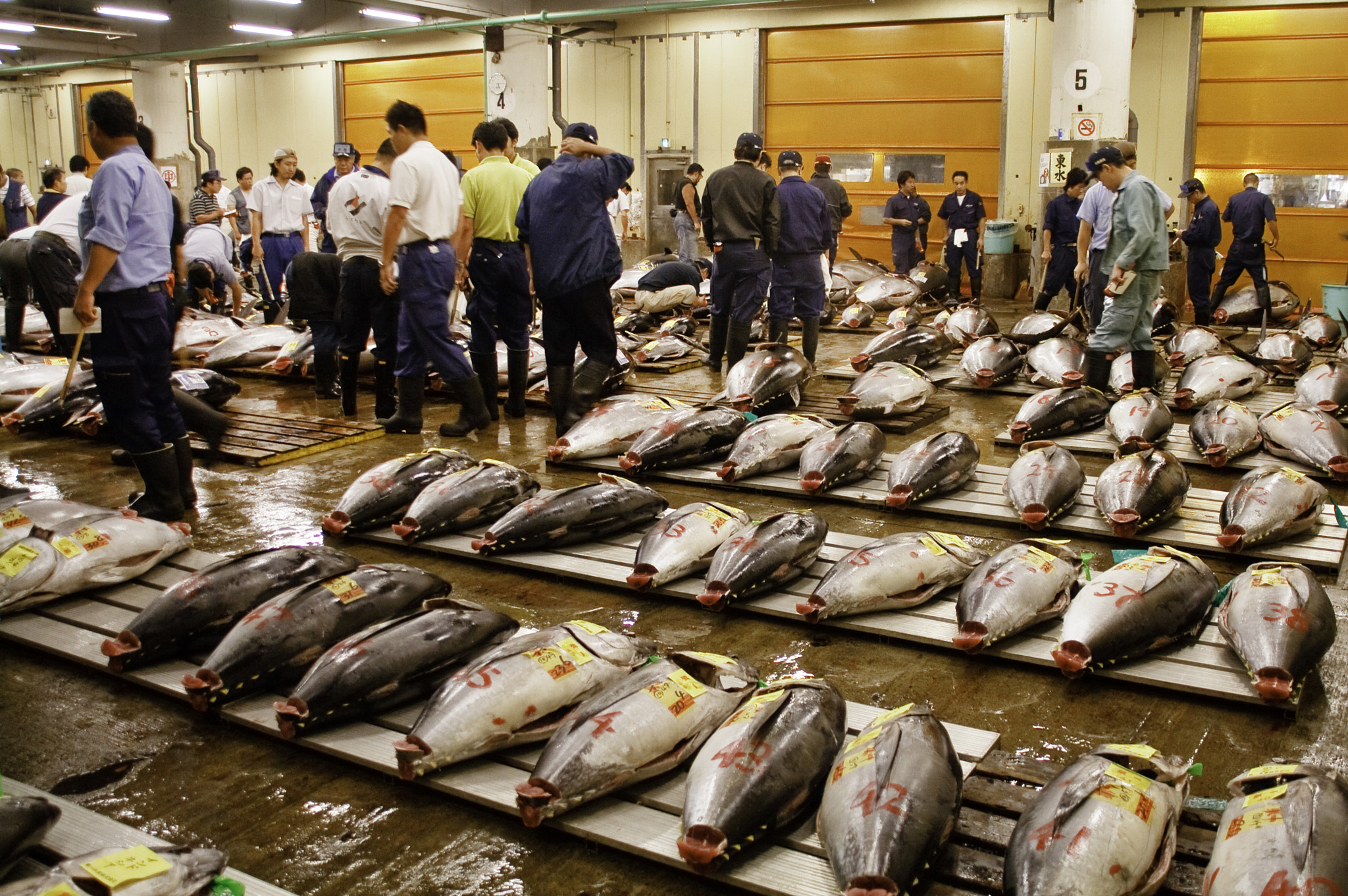 Canon EOS 400D (EOS Digital Rebel XTi / EOS Kiss Digital X) sample photo. Tsukiji fish market photography