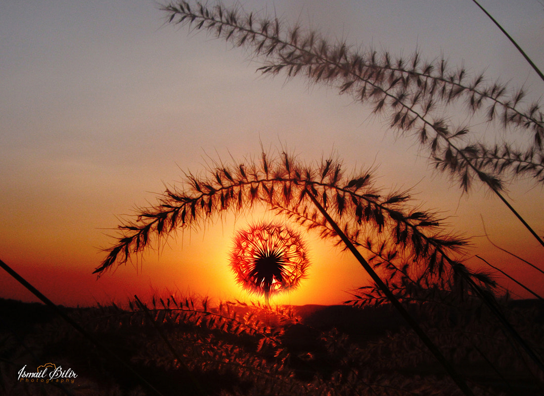 Fujifilm FinePix Z35 sample photo. Dandelion photography