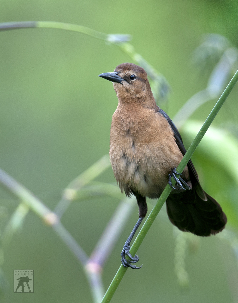 Nikon D300 + Nikon AF-S Nikkor 600mm F4G ED VR sample photo. Boat tailed grackle (female) photography