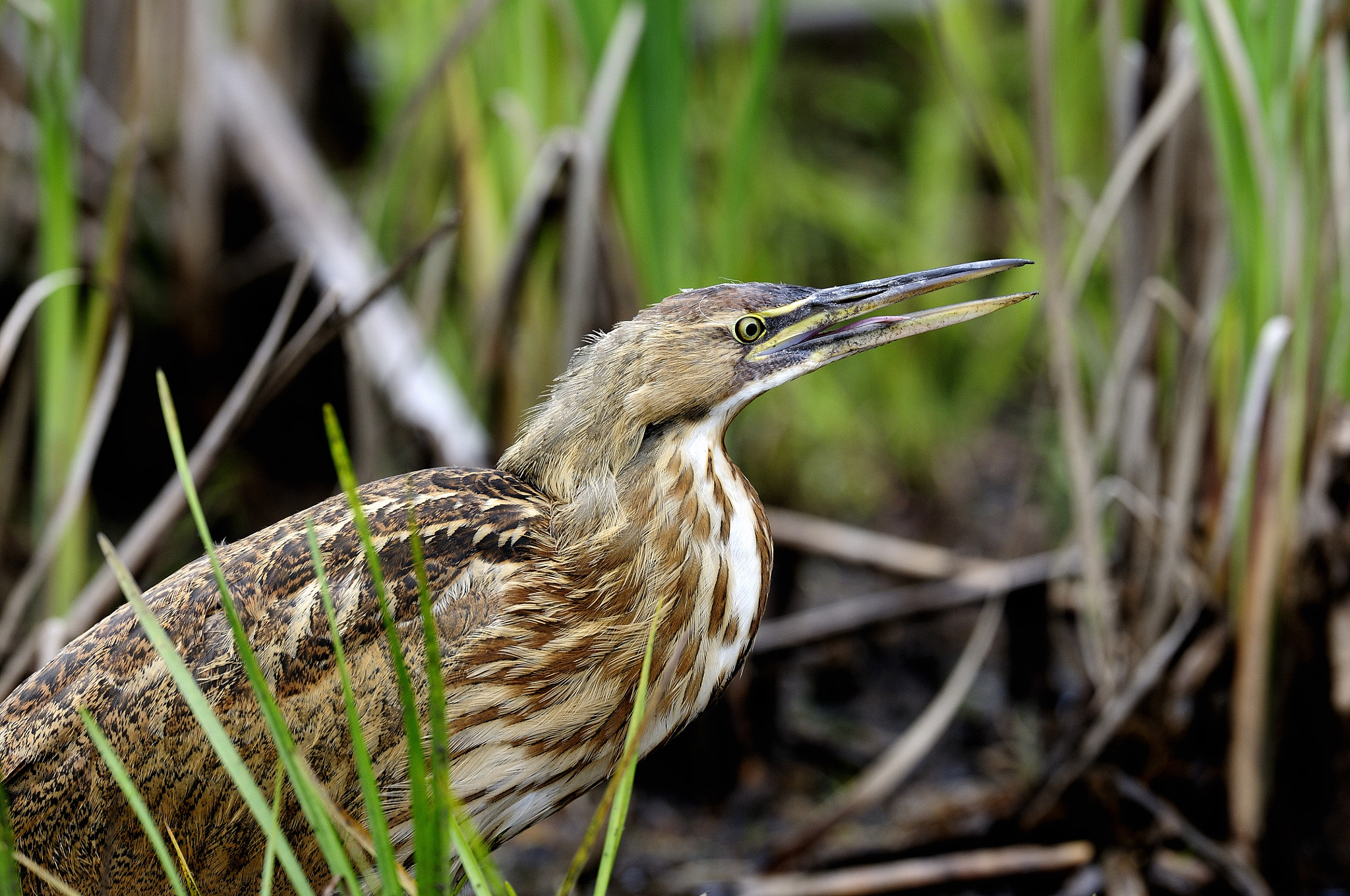 Nikon D300S + Nikon AF-S Nikkor 500mm F4G ED VR sample photo. Butor d'amérique, american bittern. photography