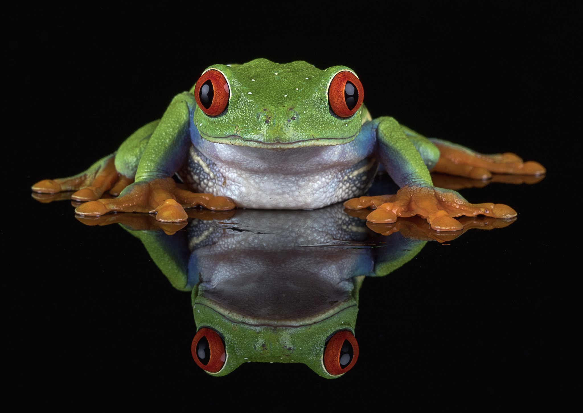 Canon EF 100mm F2.8 Macro USM sample photo. Red eye tree frog photography
