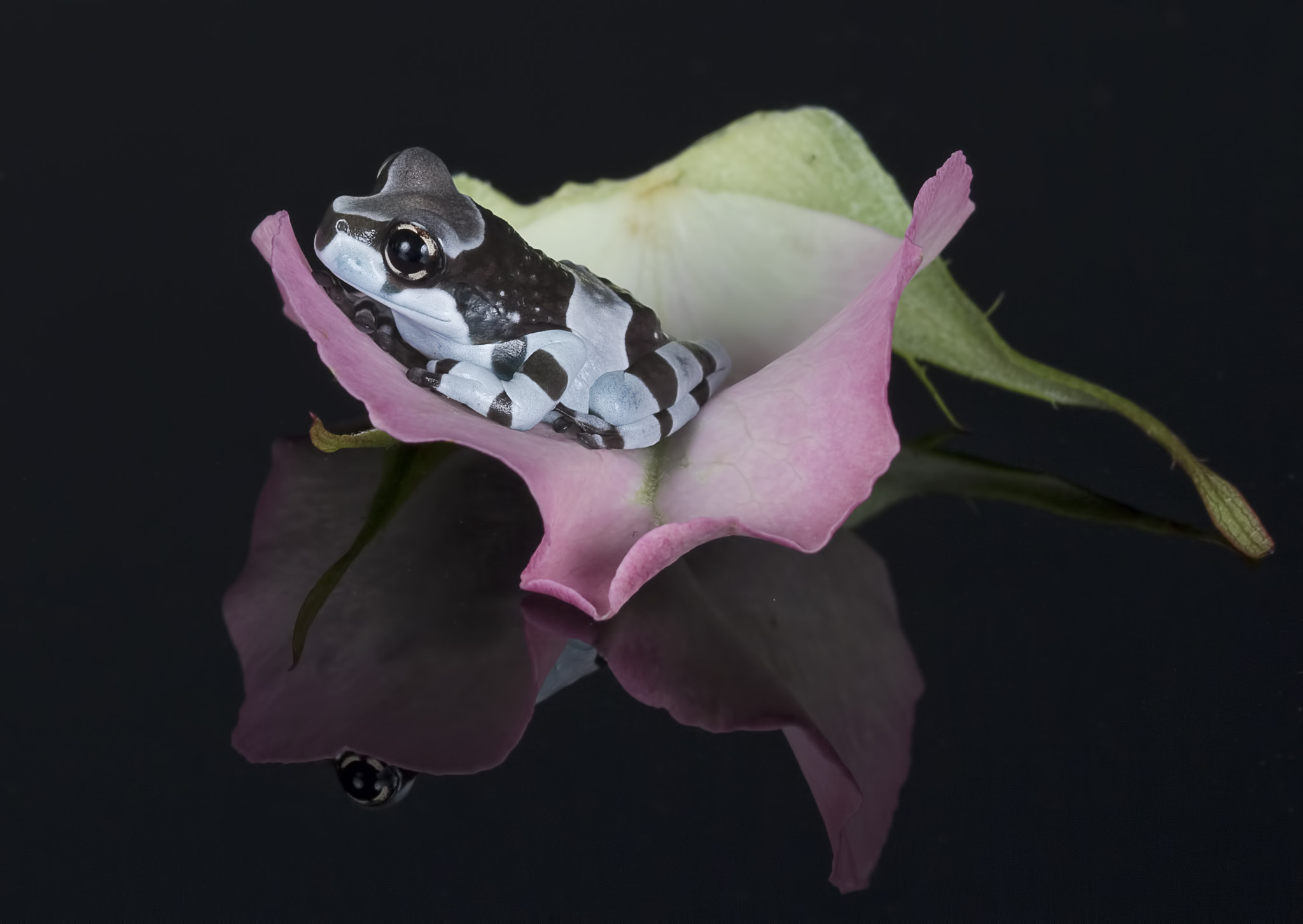 Canon EF 100mm F2.8 Macro USM sample photo. Amazon milk frog photography