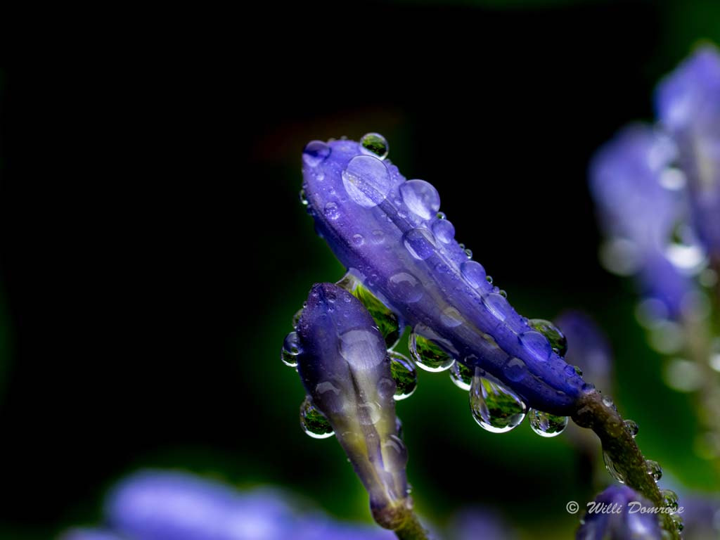 Olympus OM-D E-M1 + OLYMPUS 35mm Lens sample photo. After the rain photography