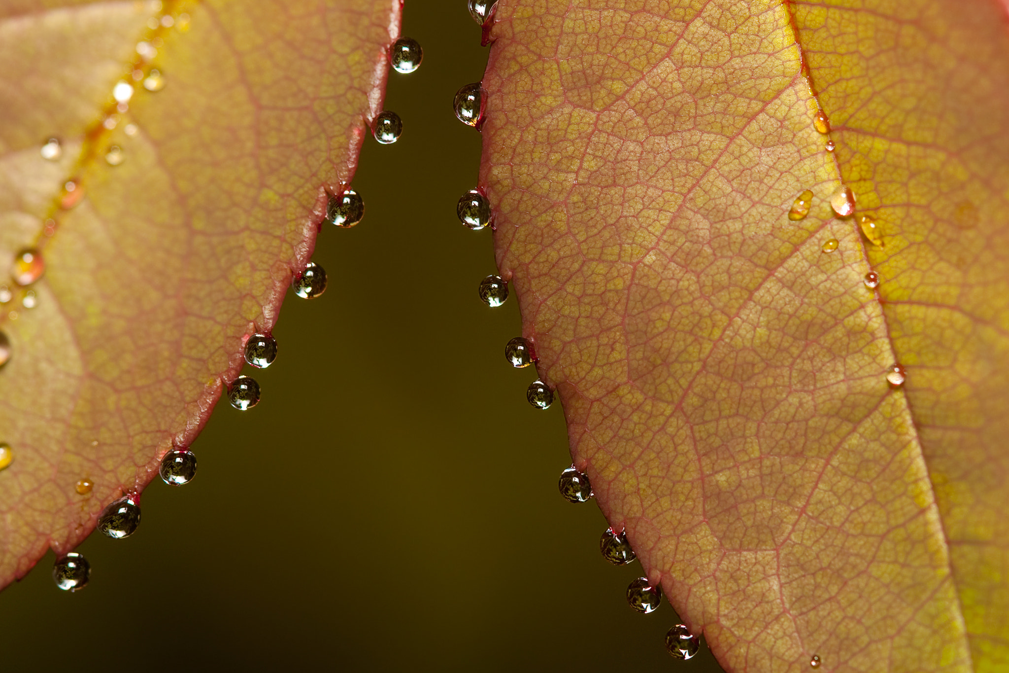 Canon EOS 40D + Canon EF 100mm F2.8 Macro USM sample photo. Dew drop pearls photography