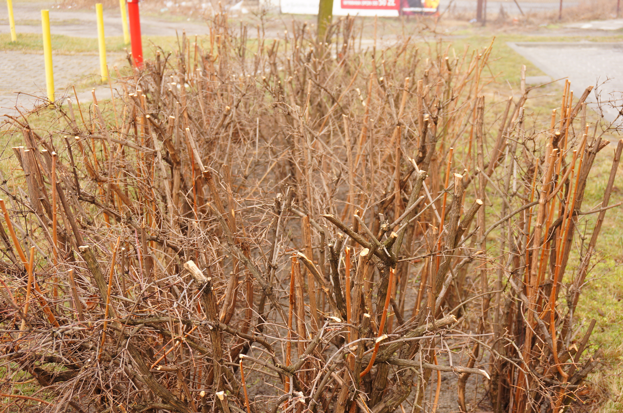 Sony Alpha NEX-5N + Sony E 18-50mm F4-5.6 sample photo. Leafless shrub photography