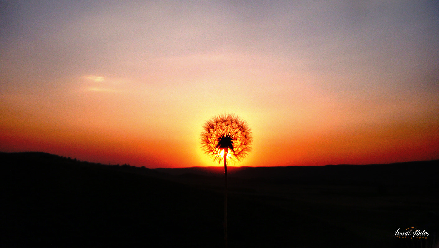 Fujifilm FinePix Z35 sample photo. Dandelion sunset photography