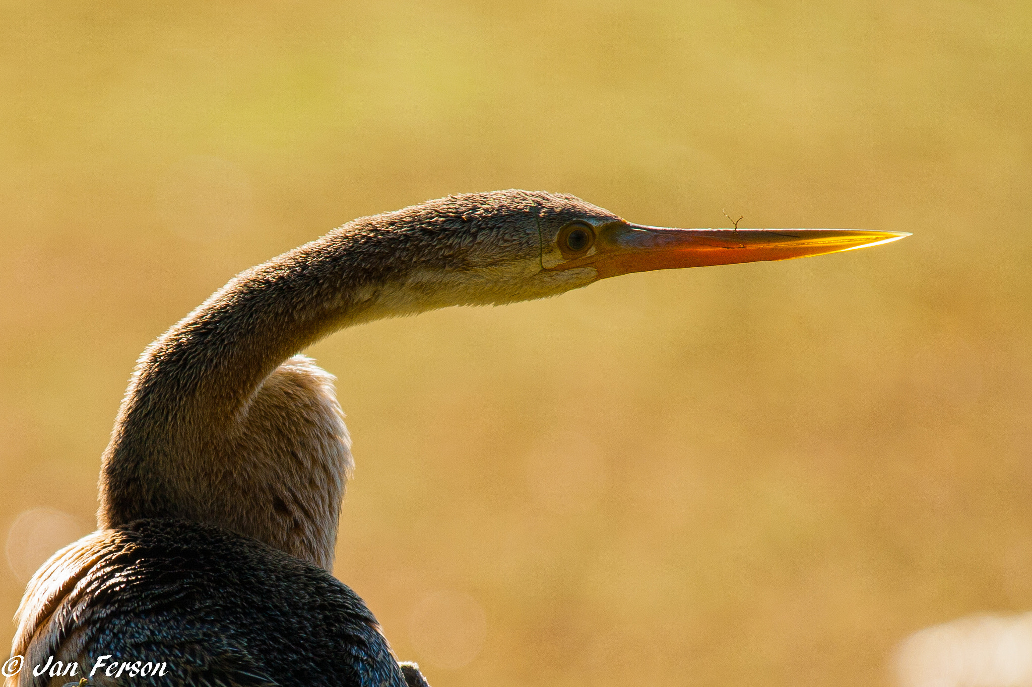 Sigma 150-500mm F5-6.3 DG OS HSM sample photo. Head of an anhinga photography