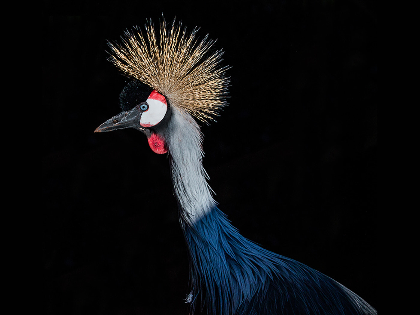 Tamron SP 150-600mm F5-6.3 Di VC USD sample photo. Nature black crowned crane () photography
