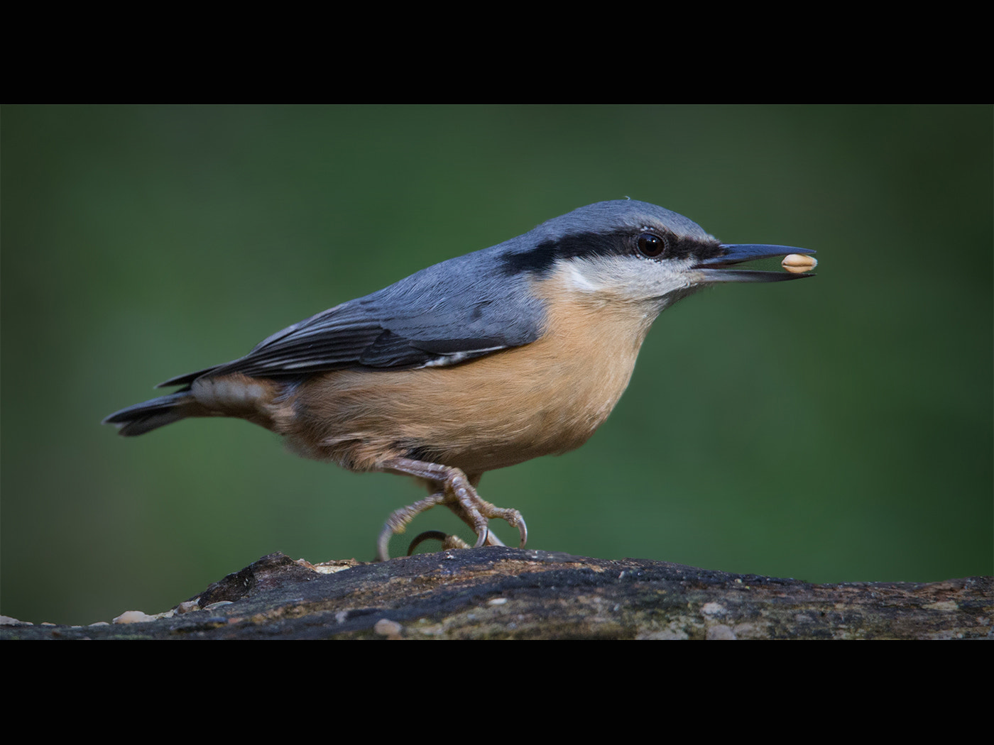 Canon EOS 6D + Tamron SP 150-600mm F5-6.3 Di VC USD sample photo. Nuthatch with nut photography