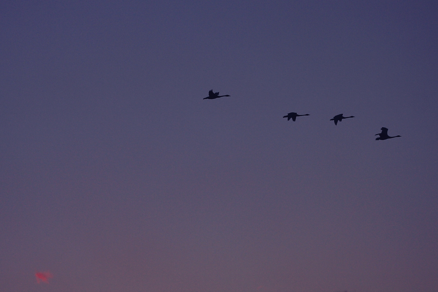 Canon EF 70-300mm F4-5.6L IS USM sample photo. 影絵 photography