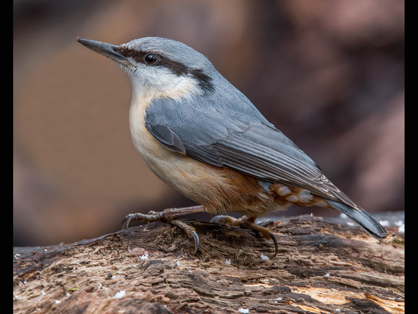 Tamron SP 150-600mm F5-6.3 Di VC USD sample photo. Open nuthatch (st) photography