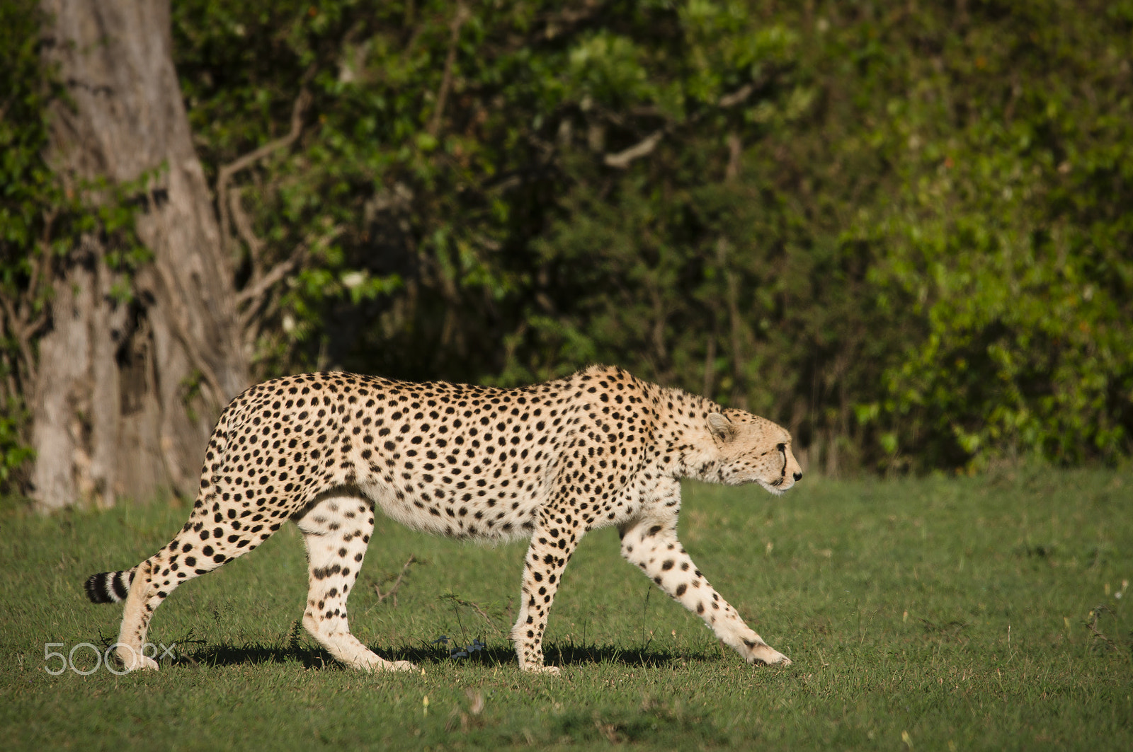 Sigma 150-500mm F5-6.3 DG OS HSM sample photo. Kenya - cheetah iv photography