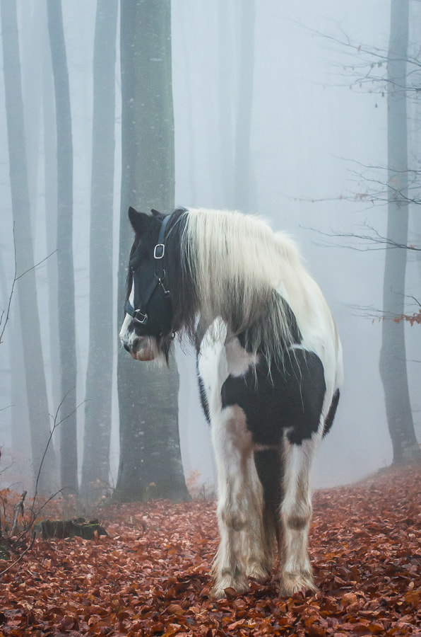 Pentax K-5 sample photo. Fog photography