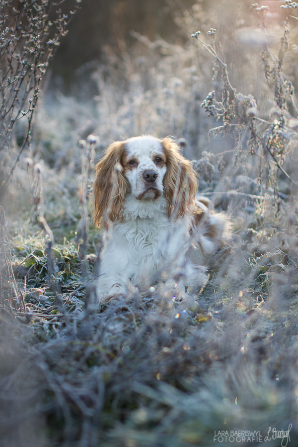 Pentax K-5 + Sigma 50mm F1.4 EX DG HSM sample photo. Elvis photography