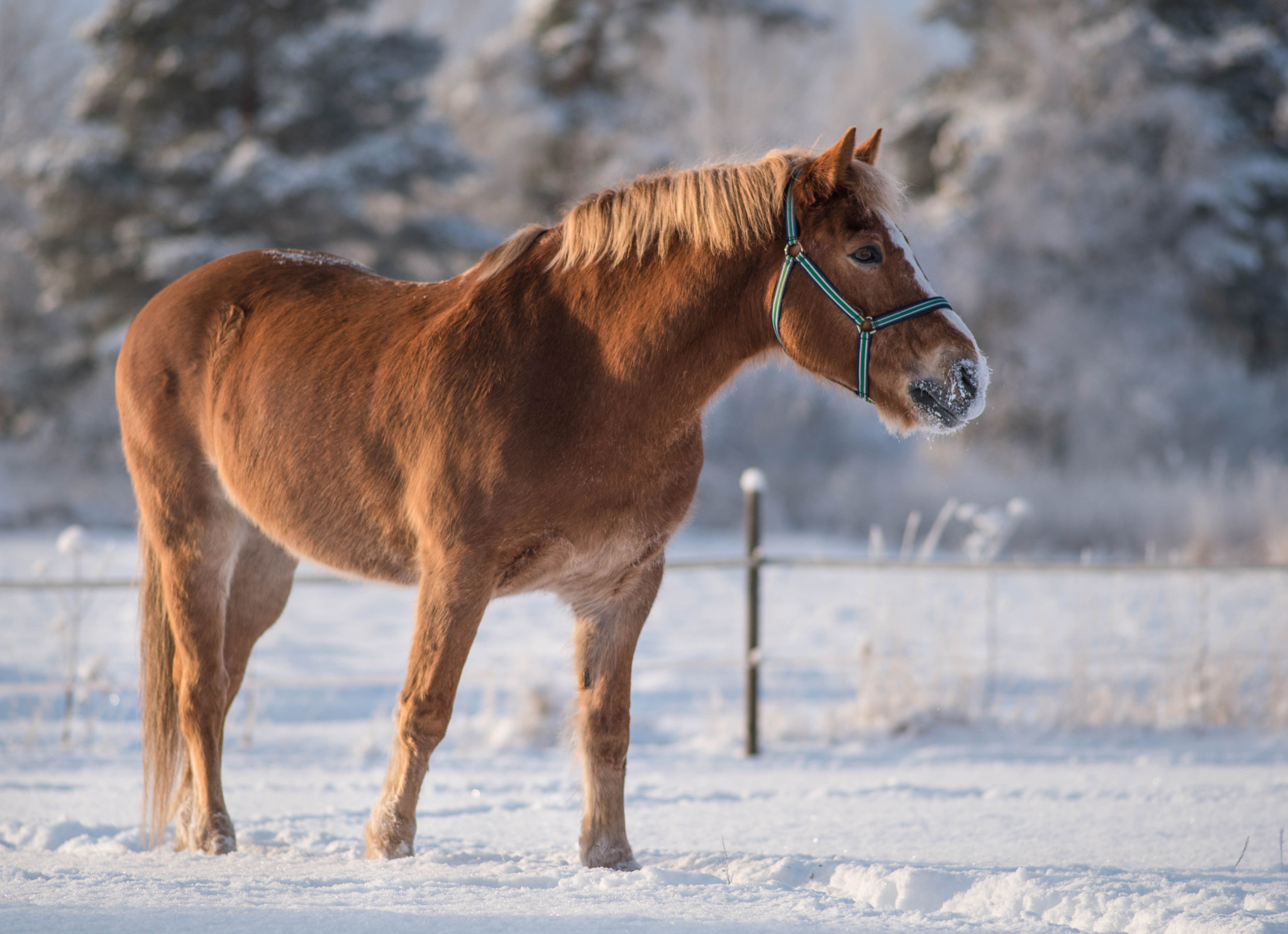 Nikon D750 + AF Nikkor 180mm f/2.8 IF-ED sample photo. Teppo in the snow photography