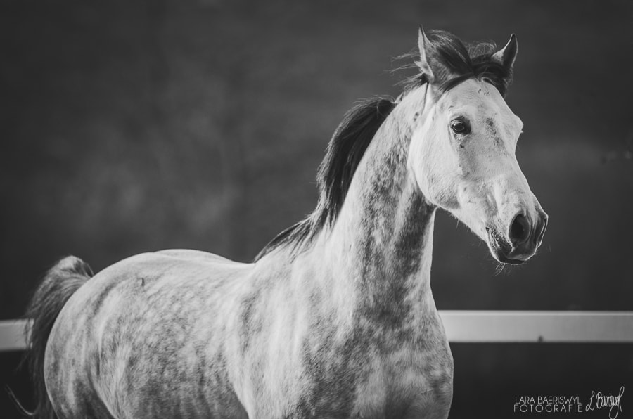 Pentax K-5 sample photo. Ikarus photography