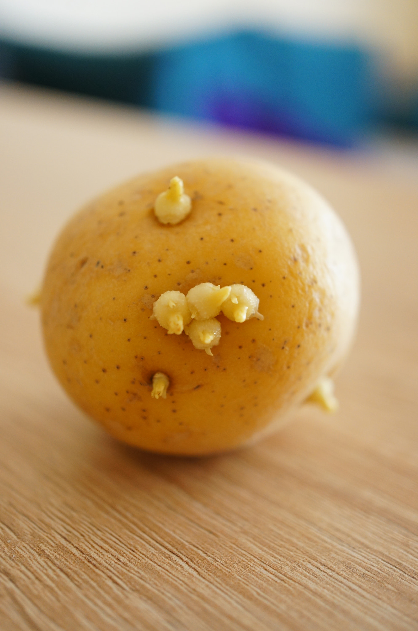 Sony Alpha NEX-5N + Sony E 30mm F3.5 Macro sample photo. Potato growth photography