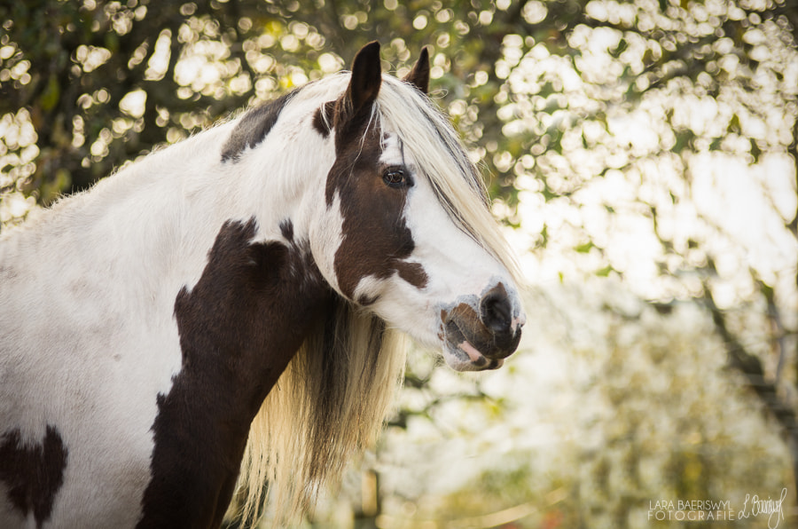 Pentax K-5 sample photo. Gaston photography