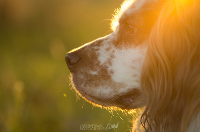 Pentax K-5 sample photo. Elvis in the sunset photography