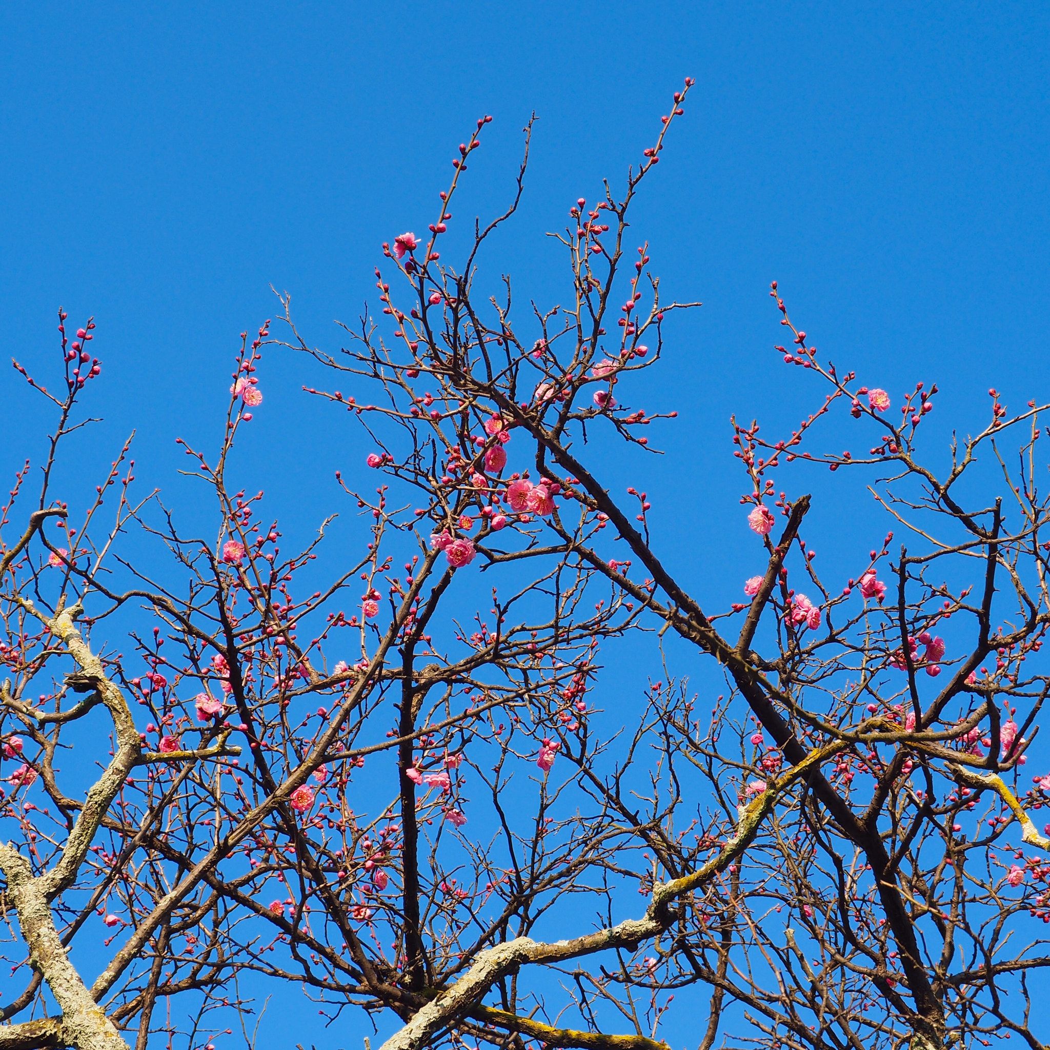 OLYMPUS M.12-50mm F3.5-6.3 sample photo. 梅 plum blossoms photography