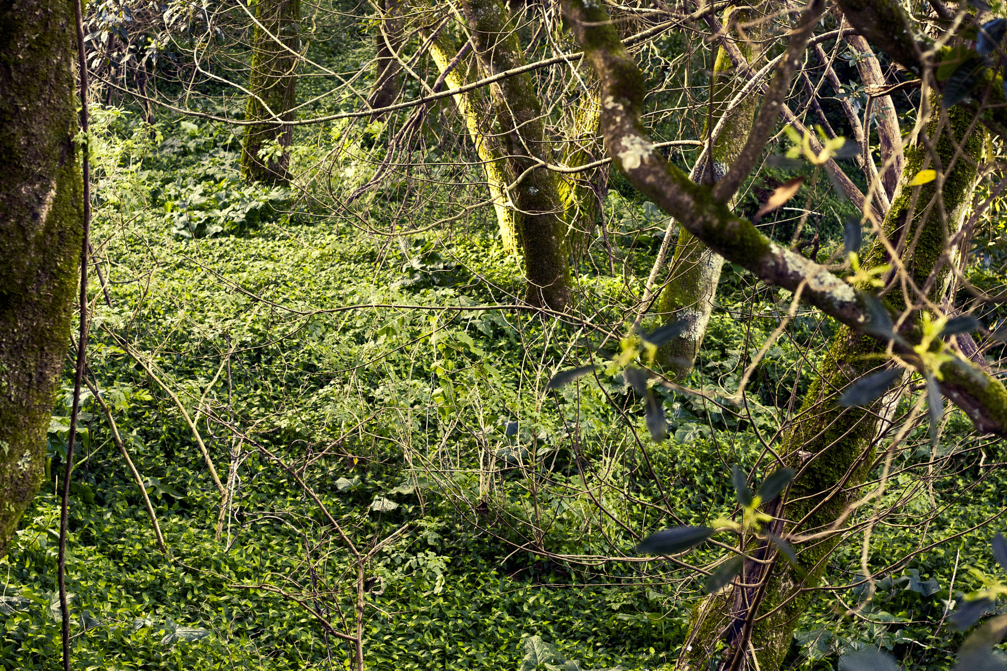 Canon EOS 30D + Canon EF 50mm F1.8 II sample photo. Forest. photography